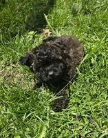 Mufasa, a male Poodle - Toy  for sale in Ottumwa, IA – 2 of 10