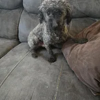 Murphy, a male Poodle - Toy  for sale in Ottumwa, IA – Photo 2 of 2
