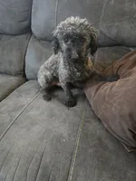 Murphy, a male Poodle - Toy  for sale in Ottumwa, IA – Photo 2 of 2