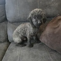 Murphy, a male Poodle - Toy  for sale in Ottumwa, IA – Photo 1 of 2
