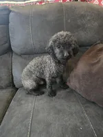 Murphy, a male Poodle - Toy  for sale in Ottumwa, IA – Photo 1 of 2