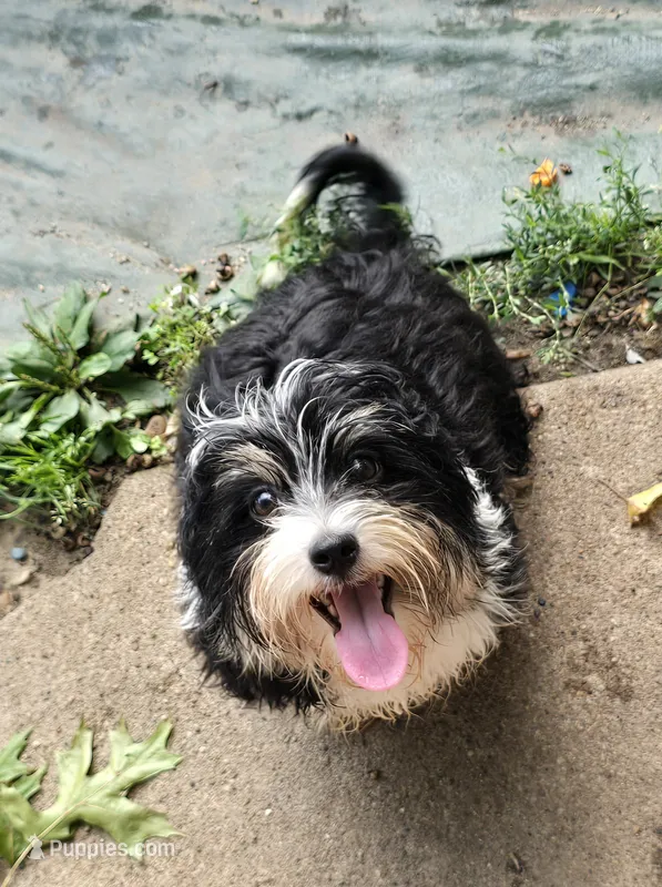 Tucker – Havanese puppy for sale in Ottumwa, IA