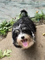 Tucker, a male Havanese for sale in Ottumwa, IA – 2 of 5