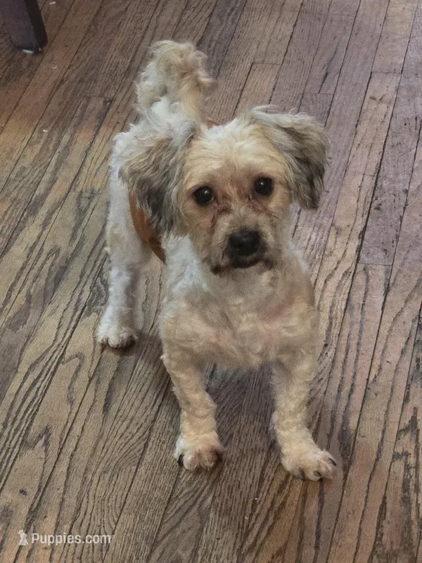 Chevy – Havanese puppy for sale in Ottumwa, IA