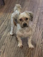 Chevy, a male Havanese for sale in Ottumwa, IA – Photo 1 of 2