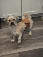 Chevy, a male Havanese for sale in Ottumwa, IA – Photo 2 of 2