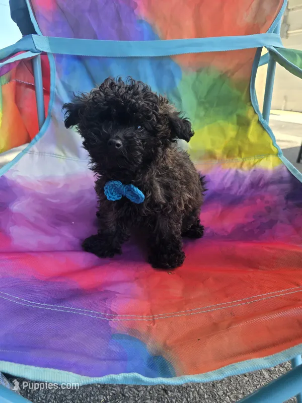 *price drop* Mufasa – Poodle - Toy  puppy for sale in Ottumwa, IA