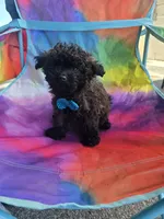 *price drop* Mufasa, a male Poodle - Toy  for sale in Ottumwa, IA – 1 of 8