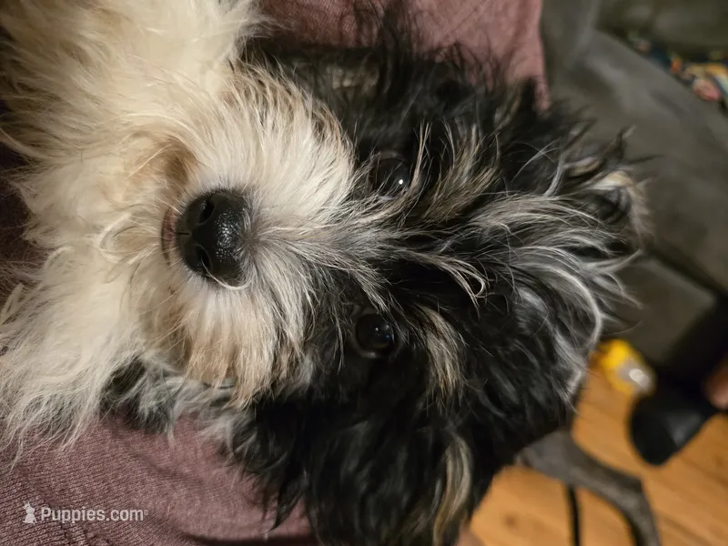 Tucker – Havanese puppy for sale in Ottumwa, IA