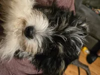 Tucker, a male Havanese for sale in Ottumwa, IA – 1 of 3