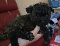 Mufasa, a male Poodle - Toy  for sale in Ottumwa, IA – 9 of 10