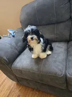 Tucker, a male Havanese for sale in Ottumwa, IA – 2 of 3
