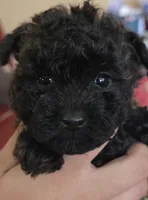 Mufasa, a male Poodle - Toy  for sale in Ottumwa, IA – 8 of 10