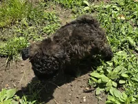 Mufasa, a male Poodle - Toy  for sale in Ottumwa, IA – 4 of 10