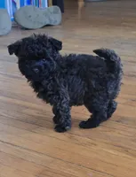 Mufasa, a male Poodle - Toy  for sale in Ottumwa, IA – 7 of 10