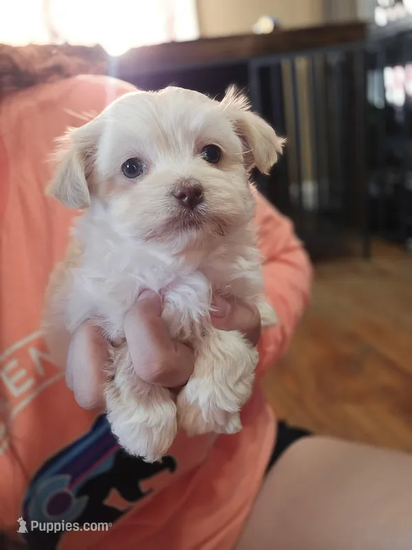 Sugar – Havanese puppy for sale in Ottumwa, IA