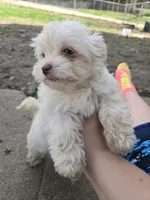 Sugar, a female Havanese for sale in Ottumwa, IA – Photo 3 of 8