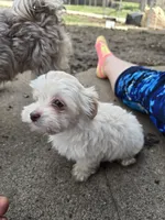 Sugar, a female Havanese for sale in Ottumwa, IA – Photo 2 of 8