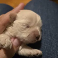 Sugar, a female Havanese for sale in Ottumwa, IA – Photo 4 of 5