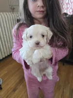 Sugar, a female Havanese for sale in Ottumwa, IA – Photo 2 of 5