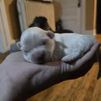 Sugar, a female Havanese for sale in Ottumwa, IA – Photo 5 of 5