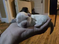 Sugar, a male Havanese for sale in Ottumwa, IA – Photo 3 of 3