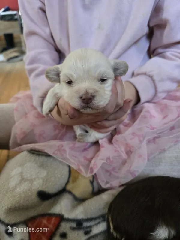 Sugar, a male Havanese for sale in Ottumwa, IA – Photo 1 of 3