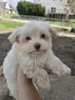 Sugar, a female Havanese for sale in Ottumwa, IA – Photo 1 of 8