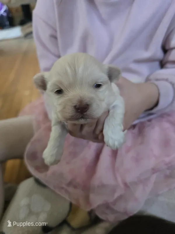 Cupid, a male Havanese for sale in Ottumwa, IA – Photo 1 of 2
