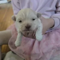 Cupid, a male Havanese for sale in Ottumwa, IA – Photo 3 of 4