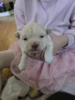 Cupid, a male Havanese for sale in Ottumwa, IA – Photo 1 of 2