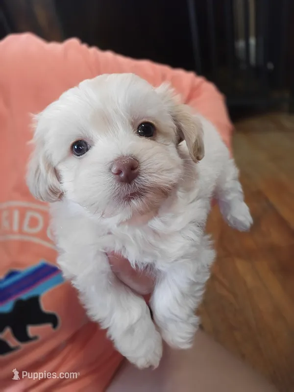 Cupid – Havanese puppy for sale in Ottumwa, IA