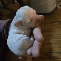 Cupid, a male Havanese for sale in Ottumwa, IA – Photo 4 of 4