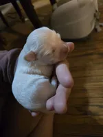 Cupid, a male Havanese for sale in Ottumwa, IA – Photo 2 of 2