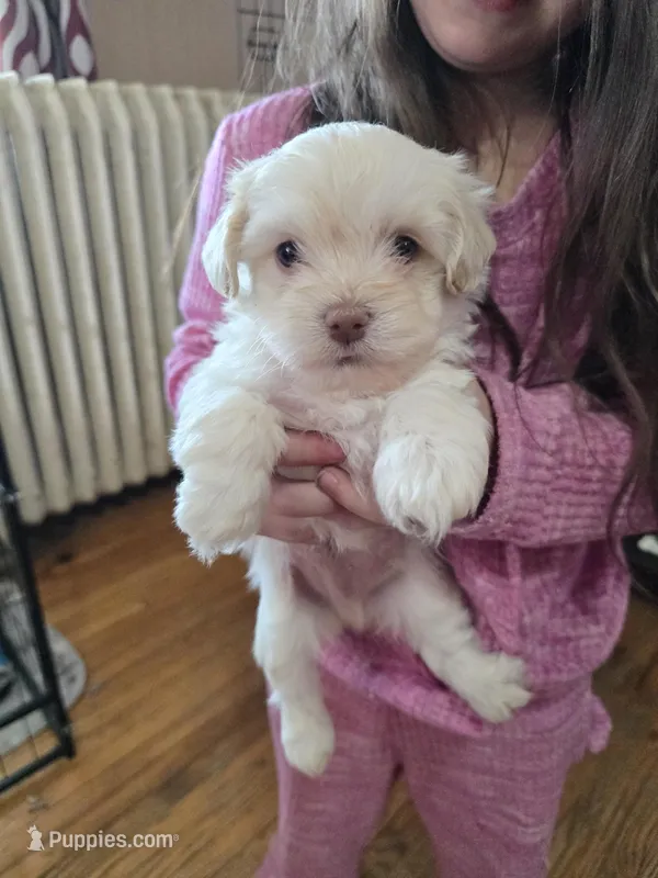 Cupid – Havanese puppy for sale in Ottumwa, IA