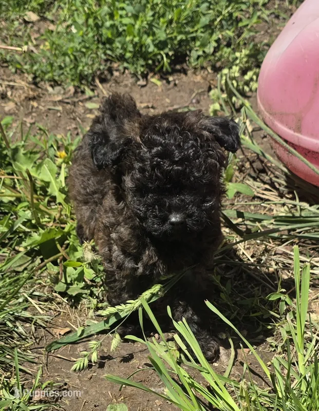 Mufasa – Poodle - Toy  puppy for sale in Ottumwa, IA