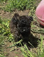 Mufasa, a male Poodle - Toy  for sale in Ottumwa, IA – 1 of 10