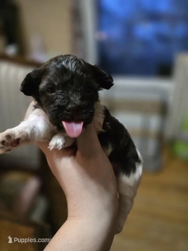 Scar – Havanese puppy for sale in Ottumwa, IA