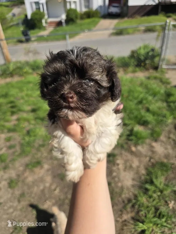 Scar – Havanese puppy for sale in Ottumwa, IA