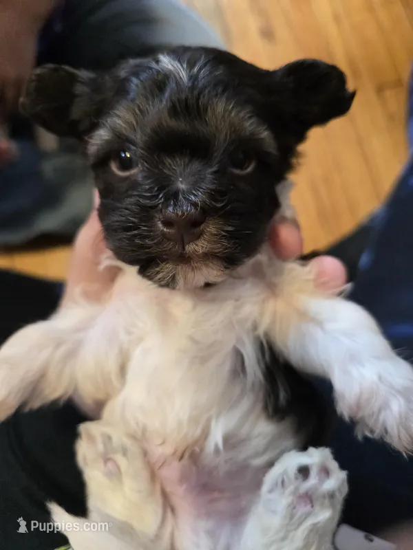 Scar – Havanese puppy for sale in Ottumwa, IA