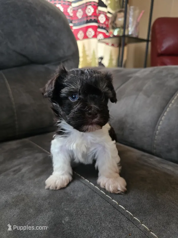 Scar – Havanese puppy for sale in Ottumwa, IA
