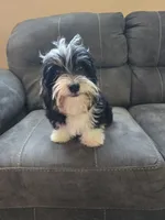 Tucker, a male Havanese for sale in Ottumwa, IA – 3 of 3