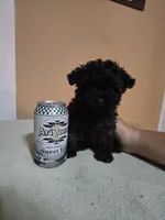 Mufasa, a male Poodle - Toy  for sale in Ottumwa, IA – 6 of 10