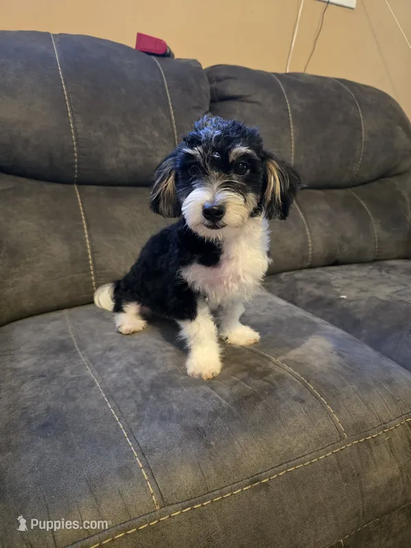 Tucker – Havanese puppy for sale in Ottumwa, IA