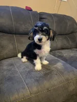 Tucker, a male Havanese for sale in Ottumwa, IA – 1 of 5