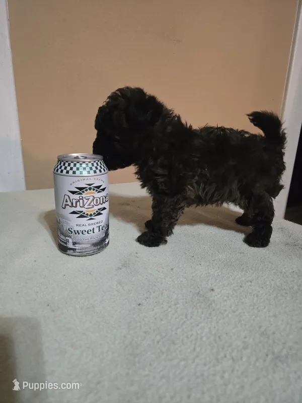 Mufasa – Poodle - Toy  puppy for sale in Ottumwa, IA