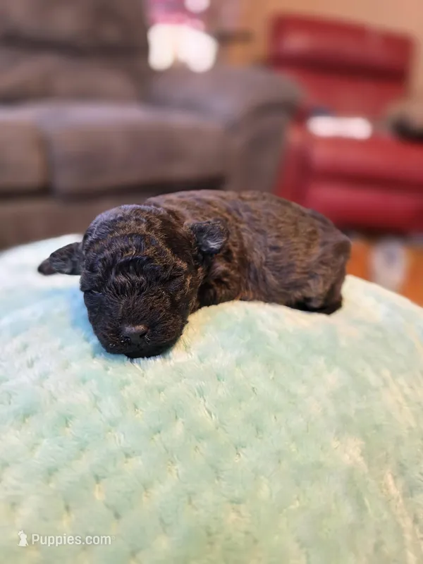 Mufasa – Poodle - Toy  puppy for sale in Ottumwa, IA