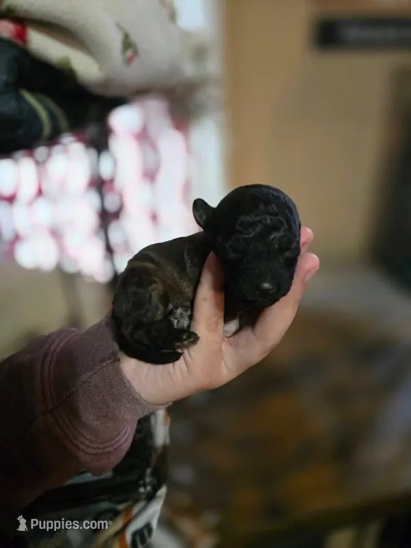 Mufasa, a male Poodle - Toy  for sale in Ottumwa, IA – Photo 1 of 2