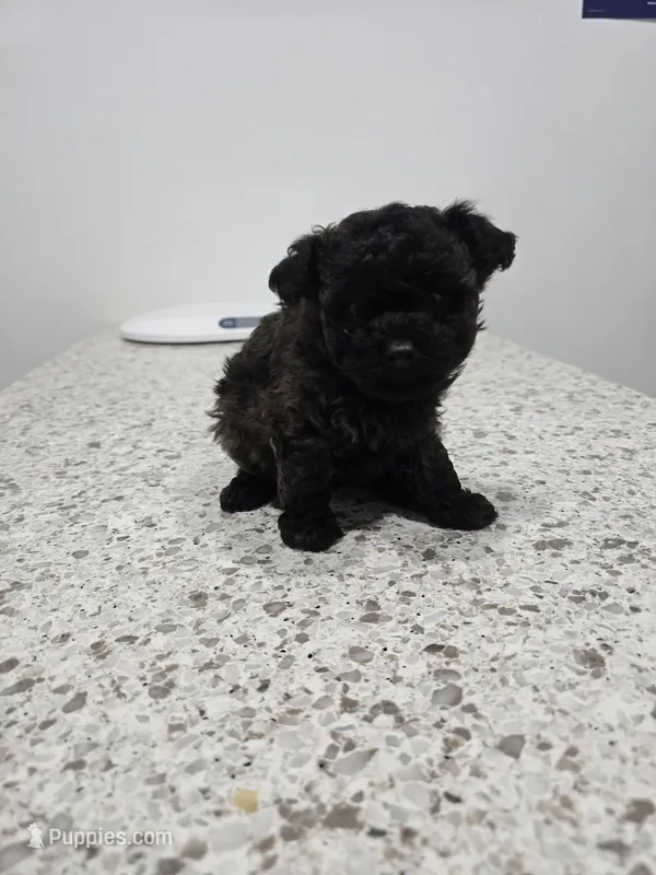 Mufasa – Poodle - Toy  puppy for sale in Ottumwa, IA