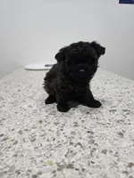 Mufasa, a male Poodle - Toy  for sale in Ottumwa, IA – 10 of 10